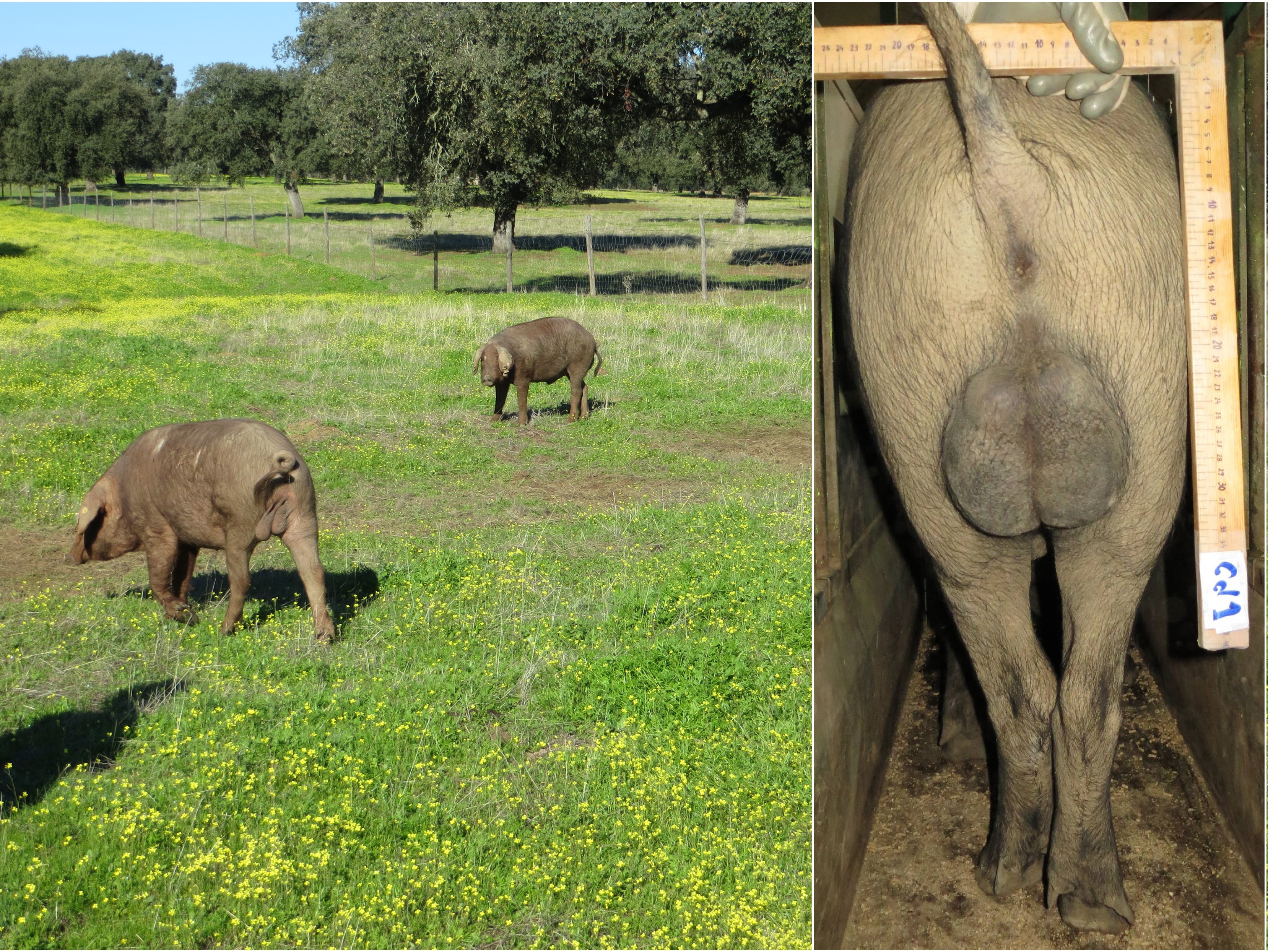 Suínos ibéricos imunocastrados (à esquerda) no início da montanera na Fazenda Valdesequera e machos inteiros (à direita) da mesma raça e idade para comparação do tamanho testicular