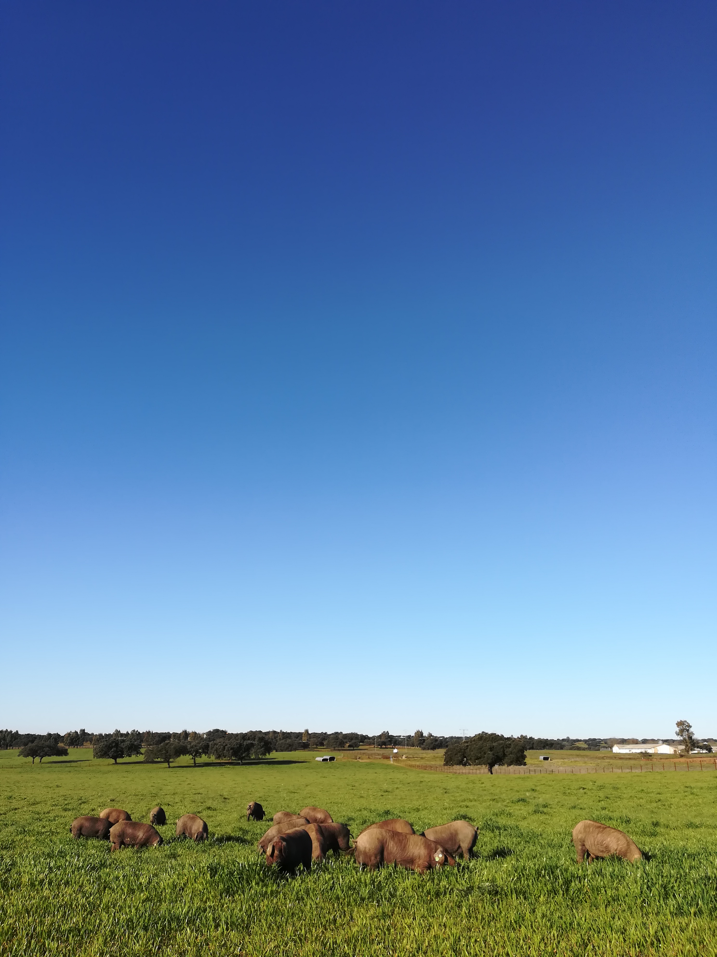 Porcos ibéricos pastando cultura de triticale durante a fase de crescimento