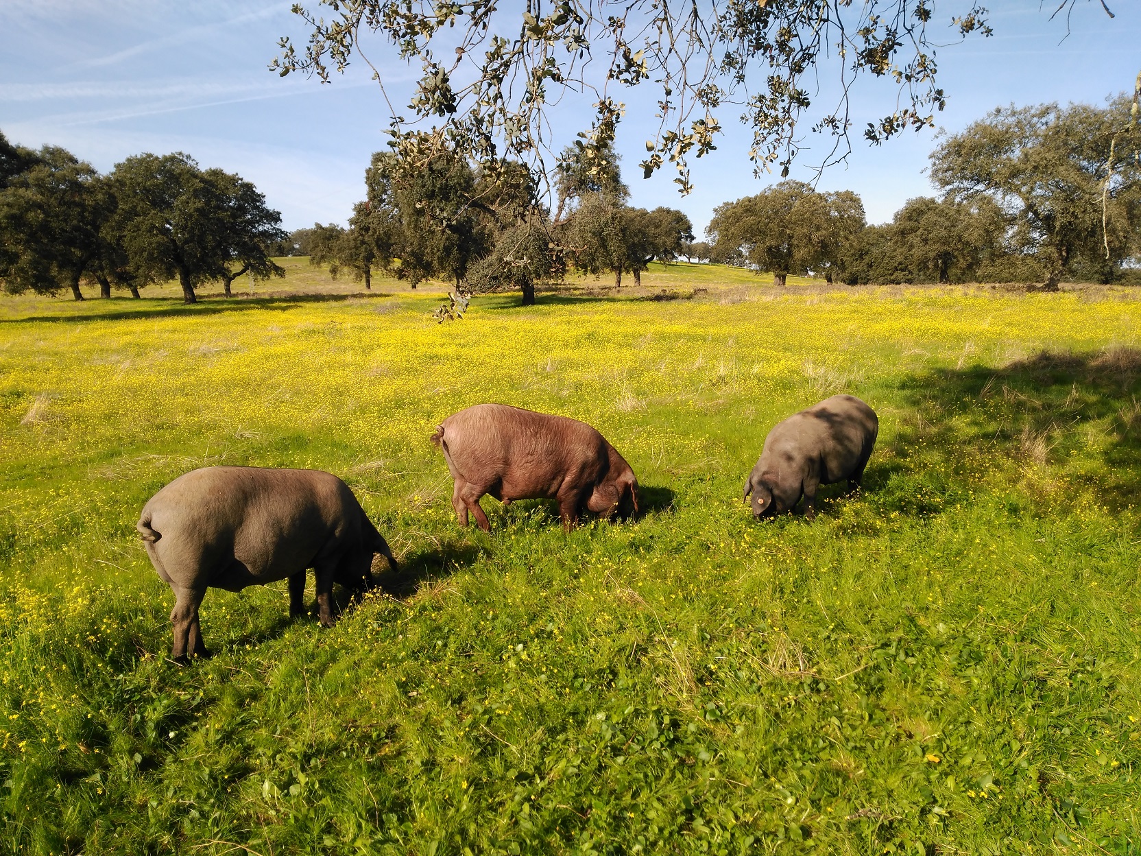 Ejemplares de las estirpes Retinta (izquierda), Torbiscal (centro) y Lampiña(derecha) durante la montanera