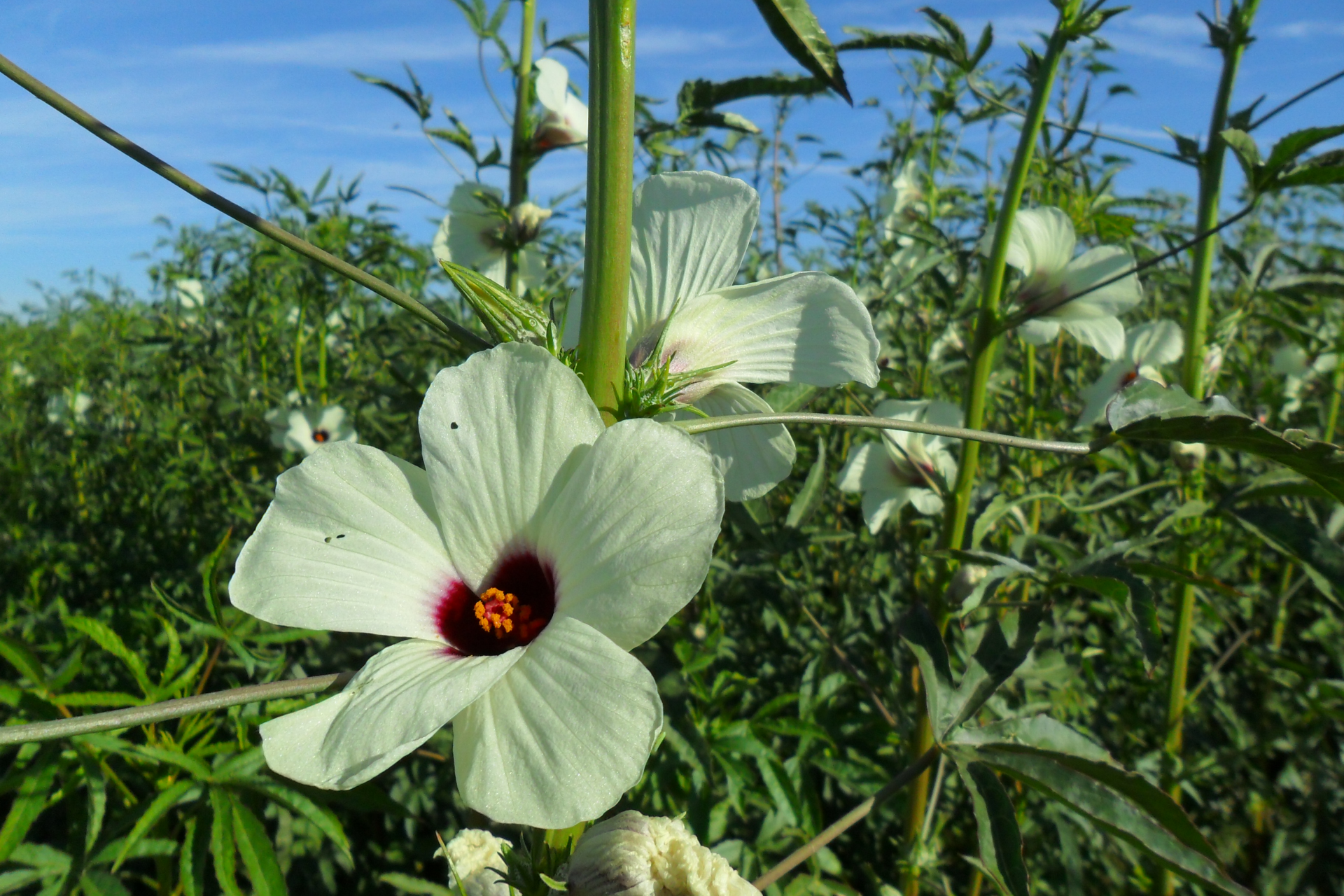 Energy-production fibre-rich crops