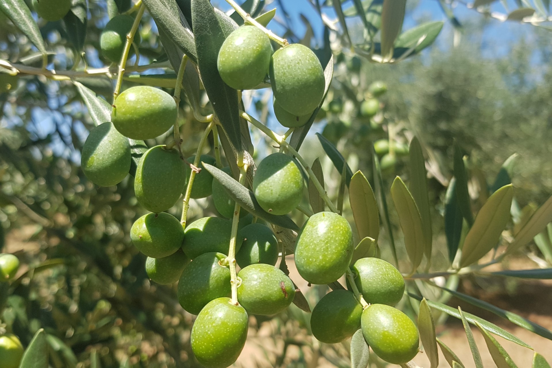 Olive tree