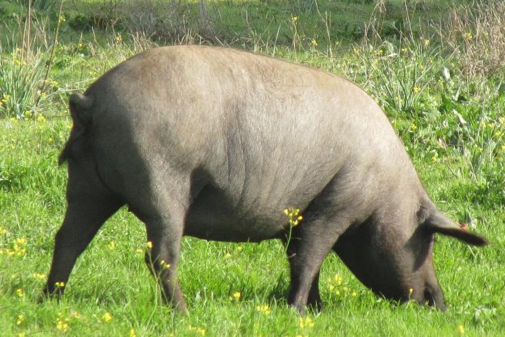 Iberian pig