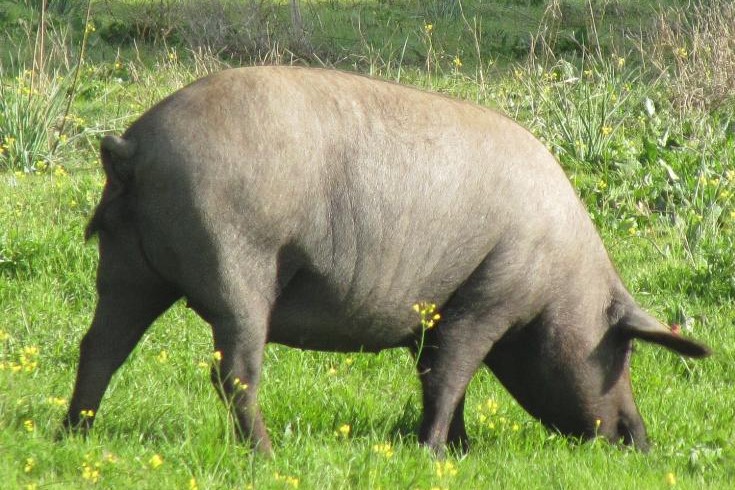 Cerdo Ibérico