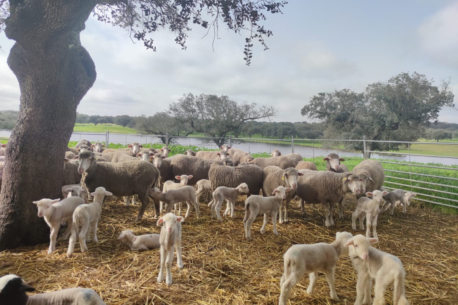 Ovelha da raça Merino