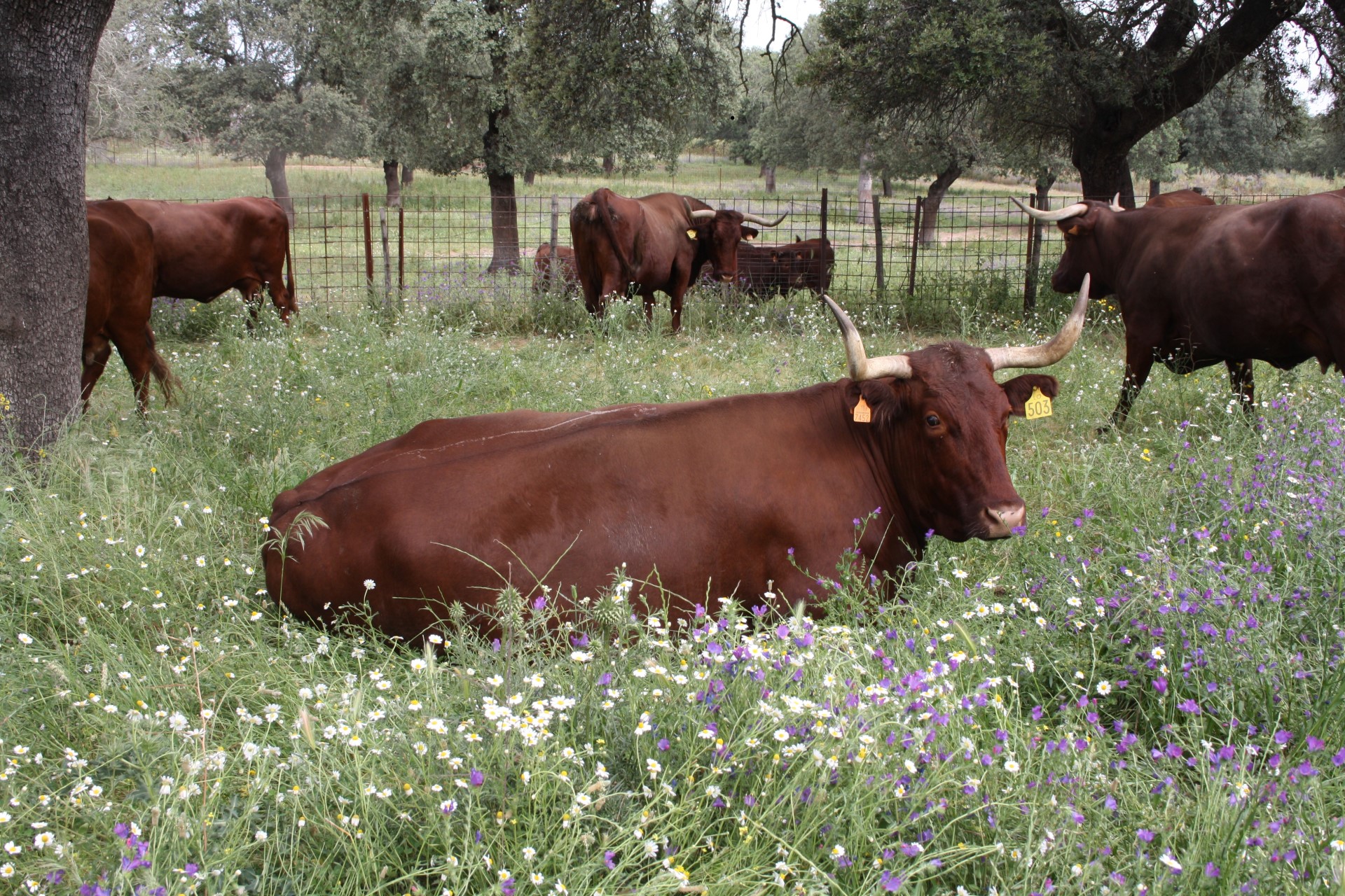Retinta cattle