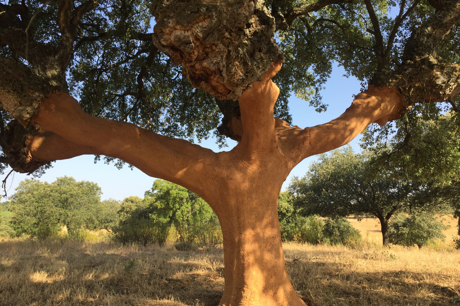 Cork oak forest