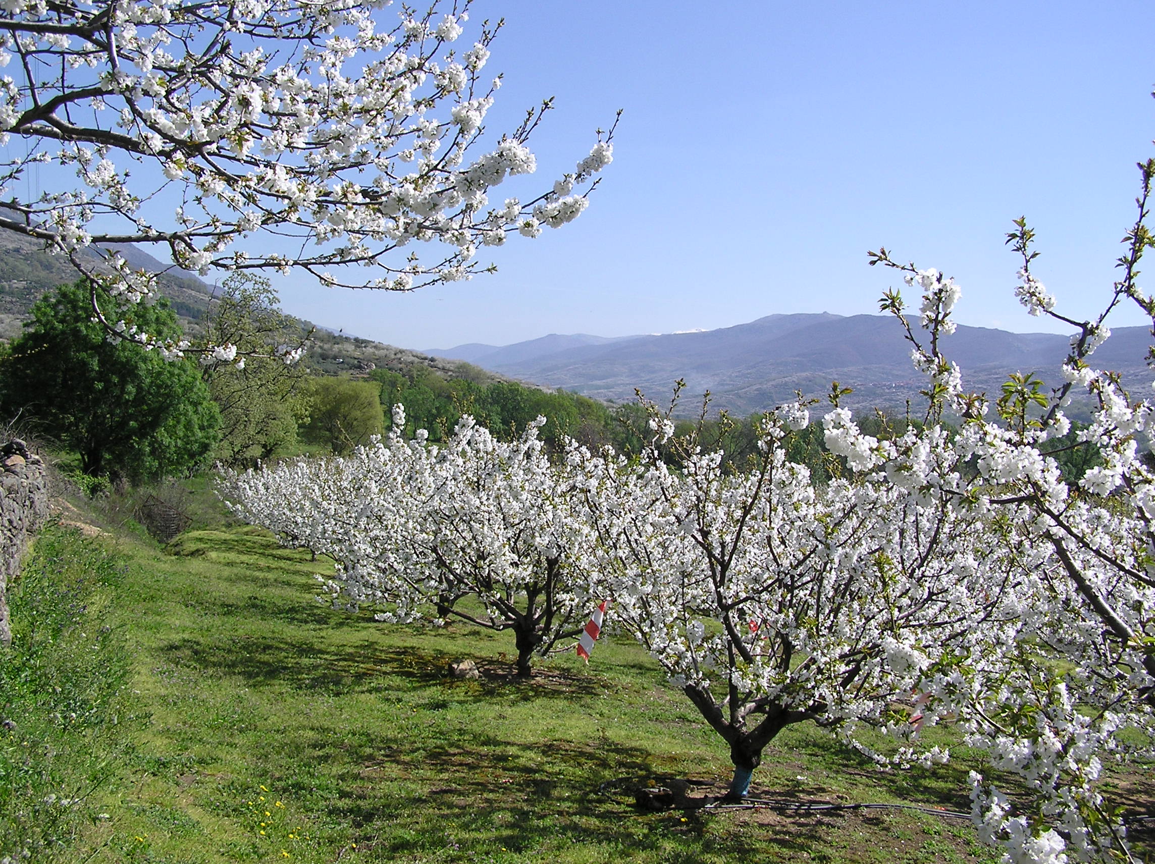 Parcela de cerezo en el Valle del Jerte. Variedad burlat