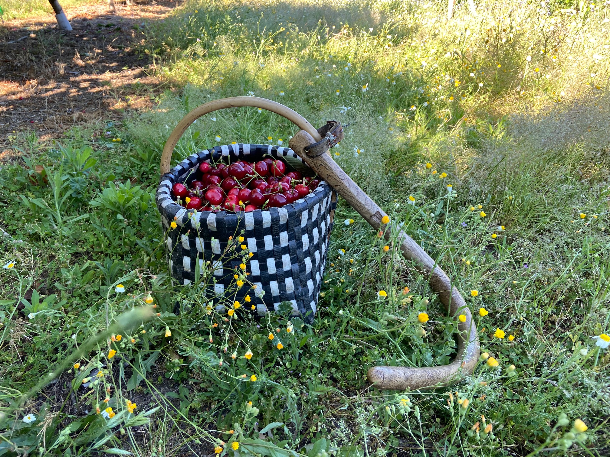 Recolección manual de cerezas