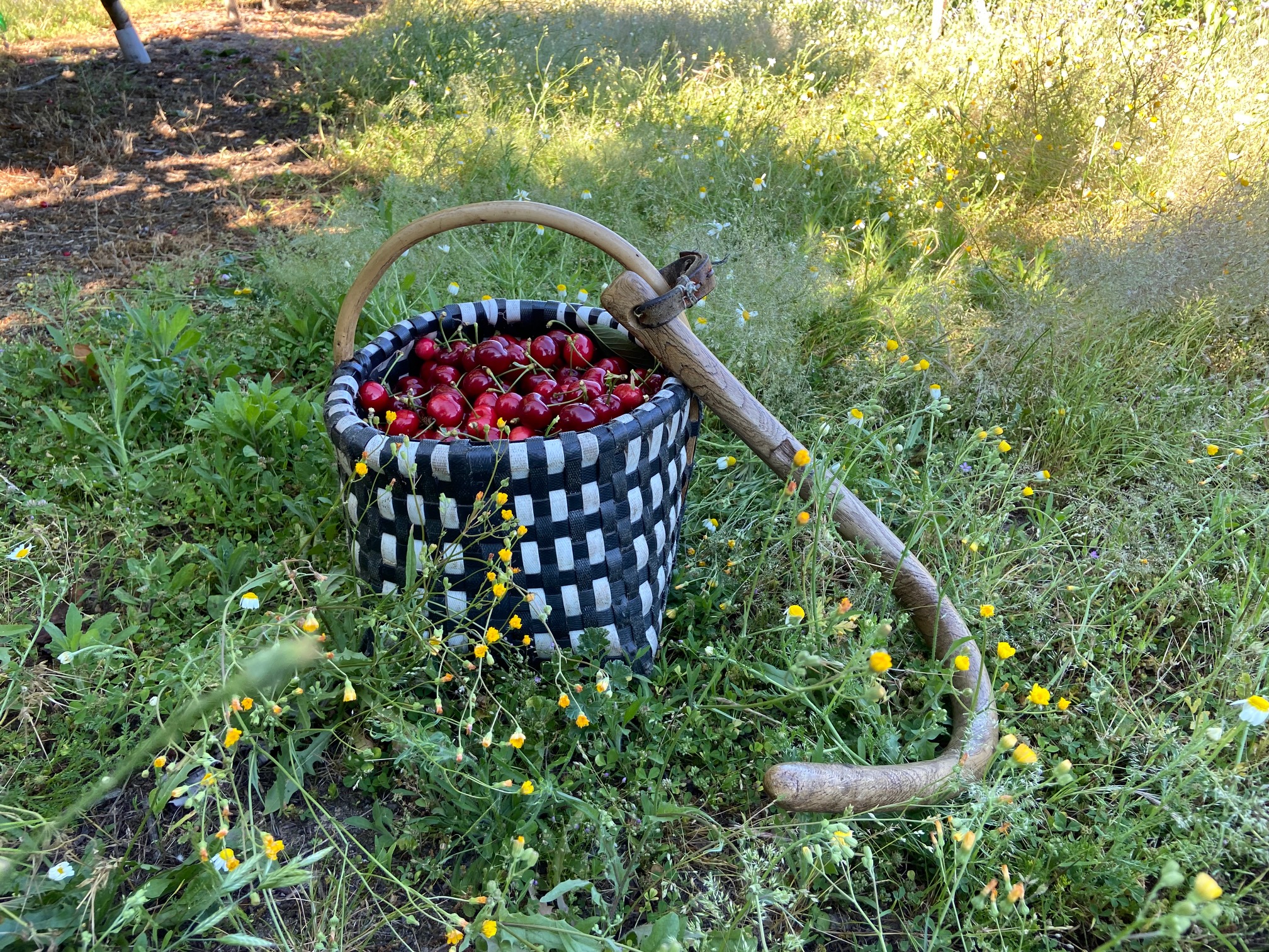 Manual cherry picking