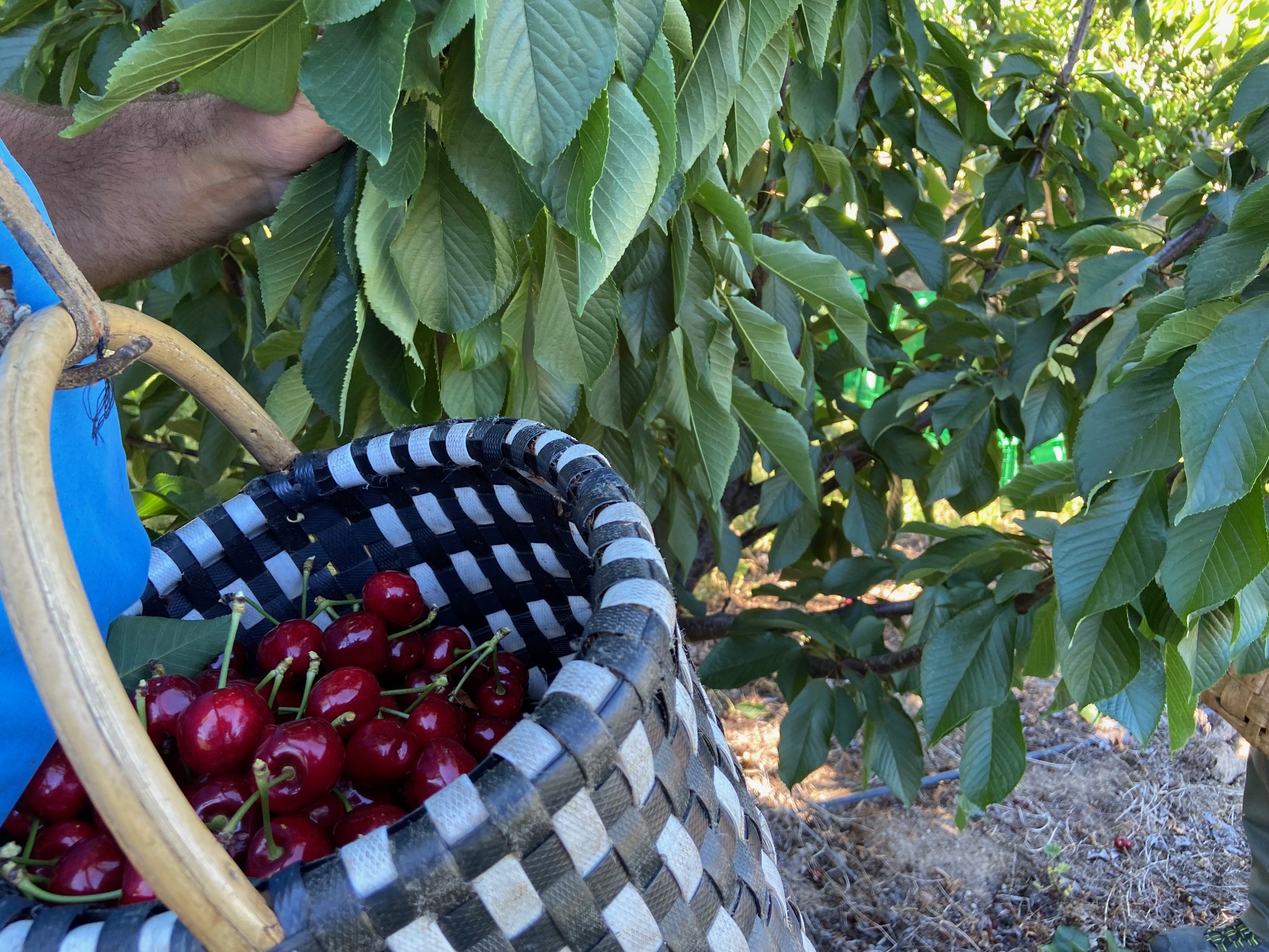 Manual cherry picking