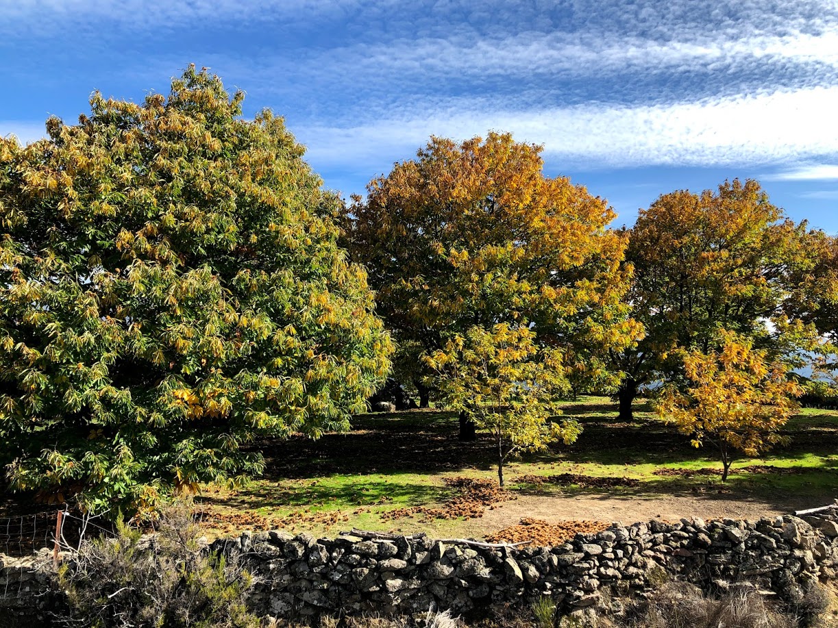 Chestnut plot