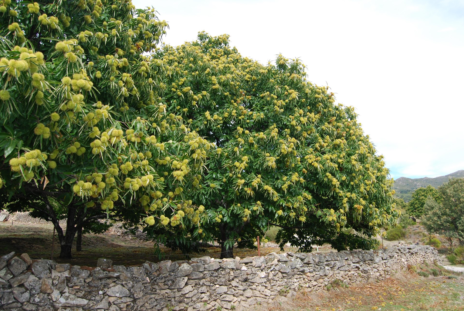 Parcela de castaños