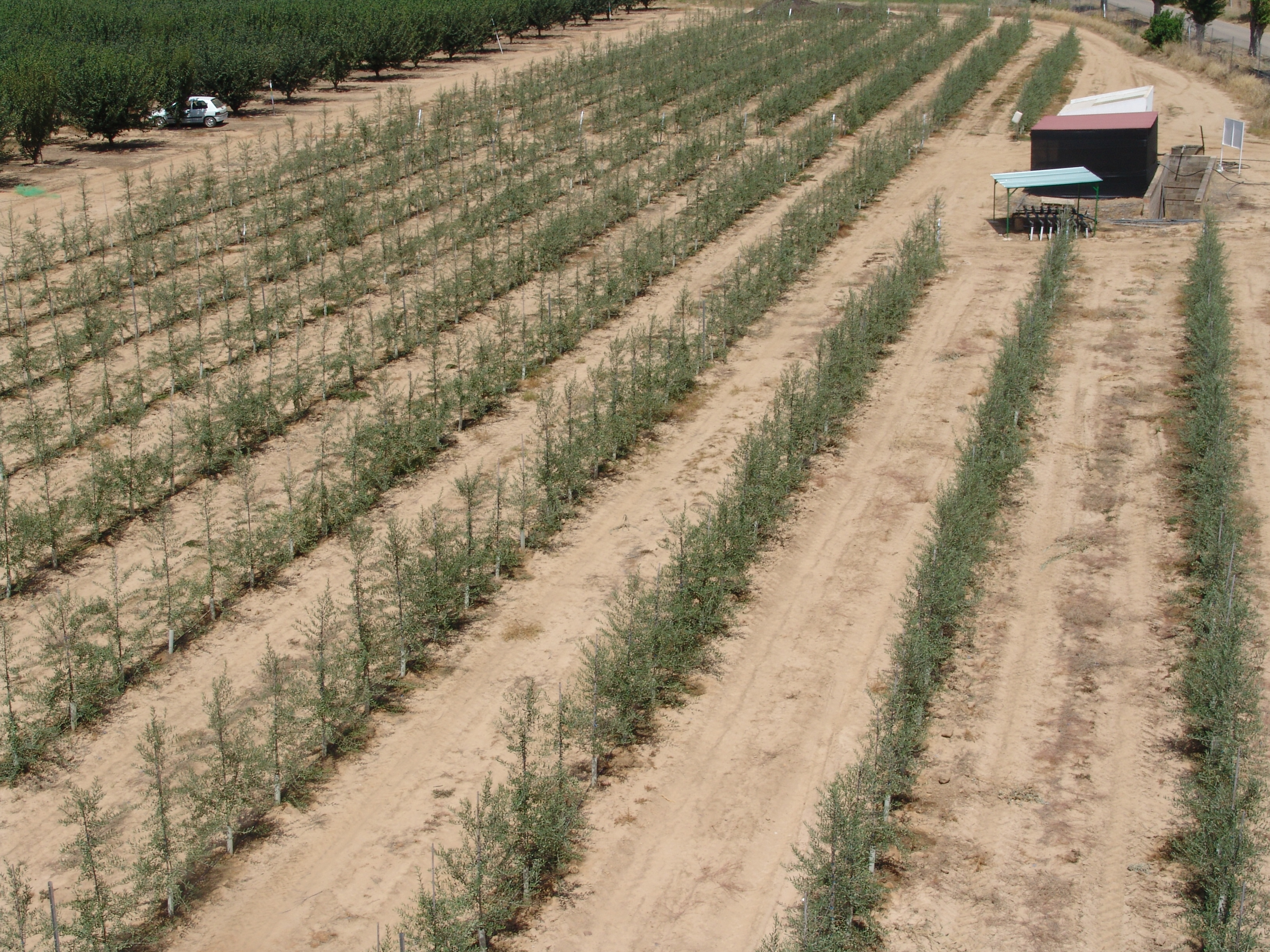 Plantation in olive grove formation in hedge