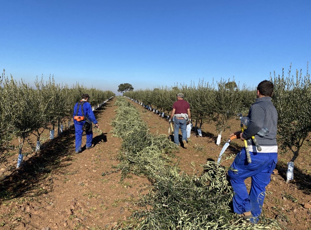 Manual pruning of formation in the olive grove in dry hedge