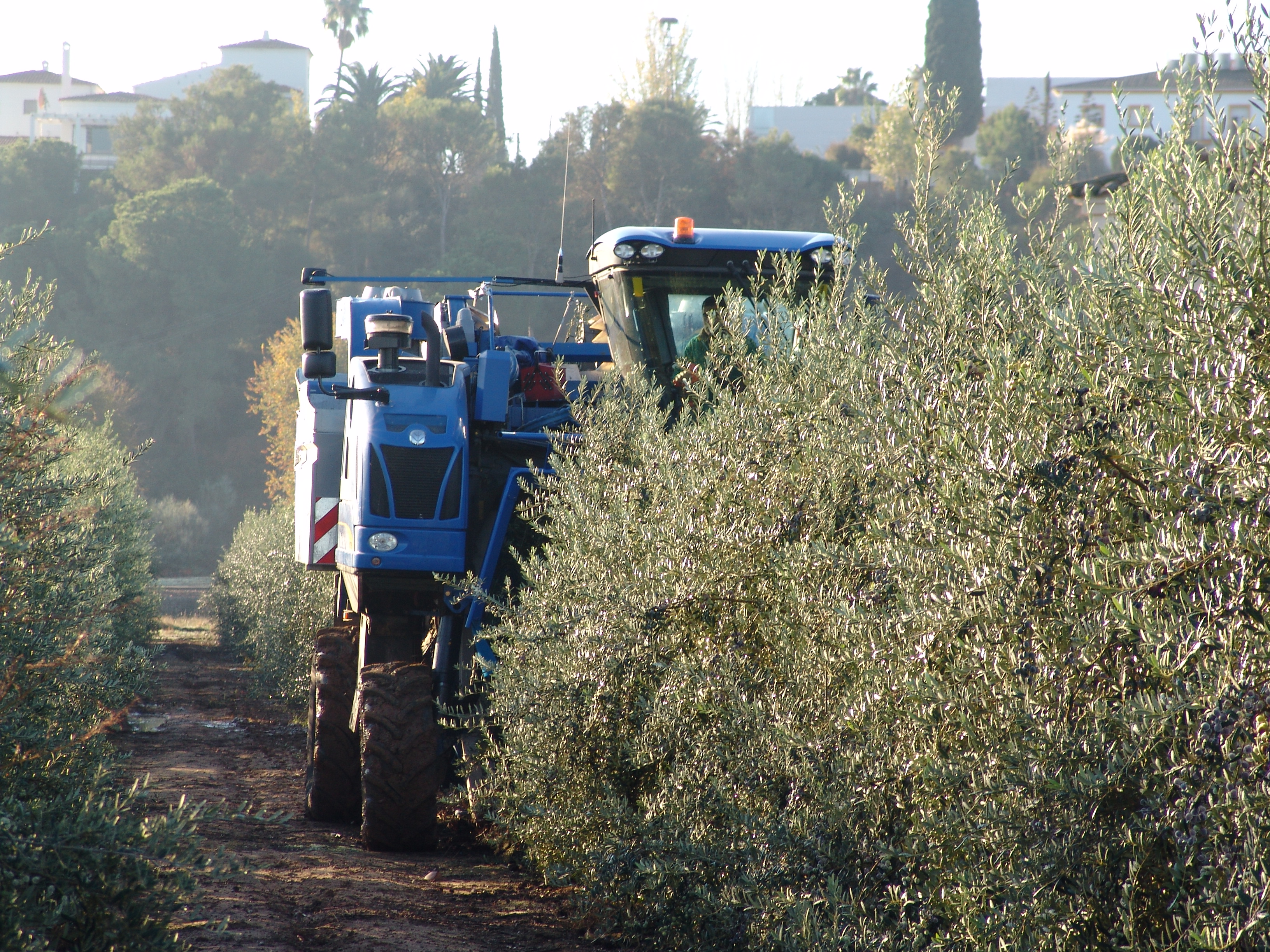 Mechanized harvesting with rider in olive grove in hedge