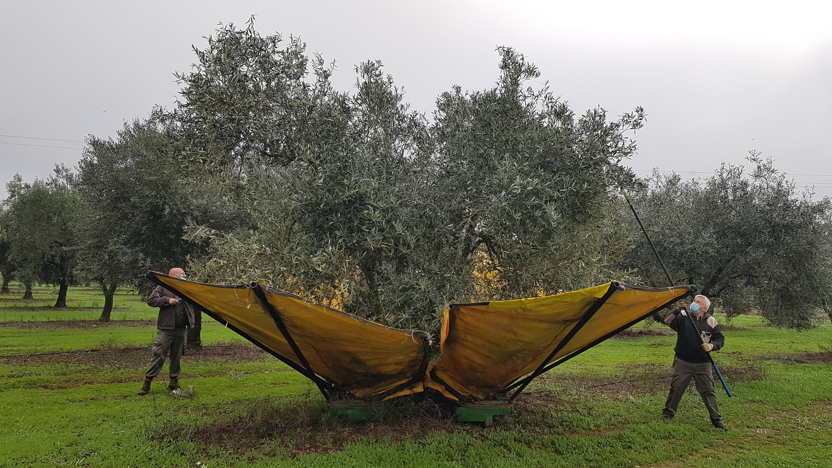 Colheita mecanizada com vibrador guarda-chuva em olivais intensivos