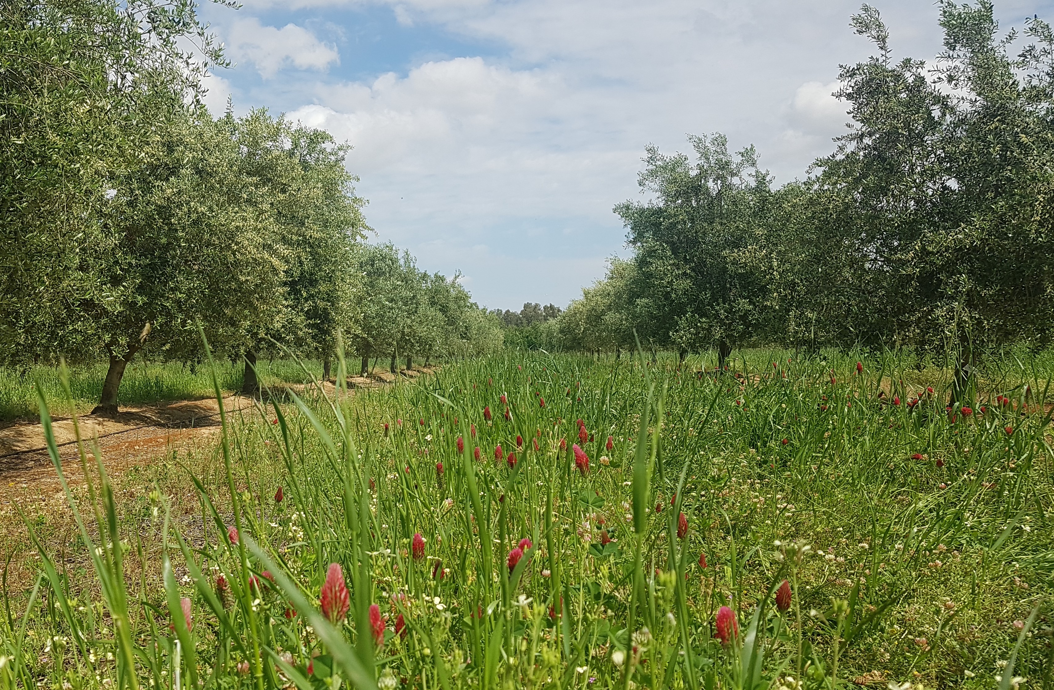 Use of green roofs for soil maintenance