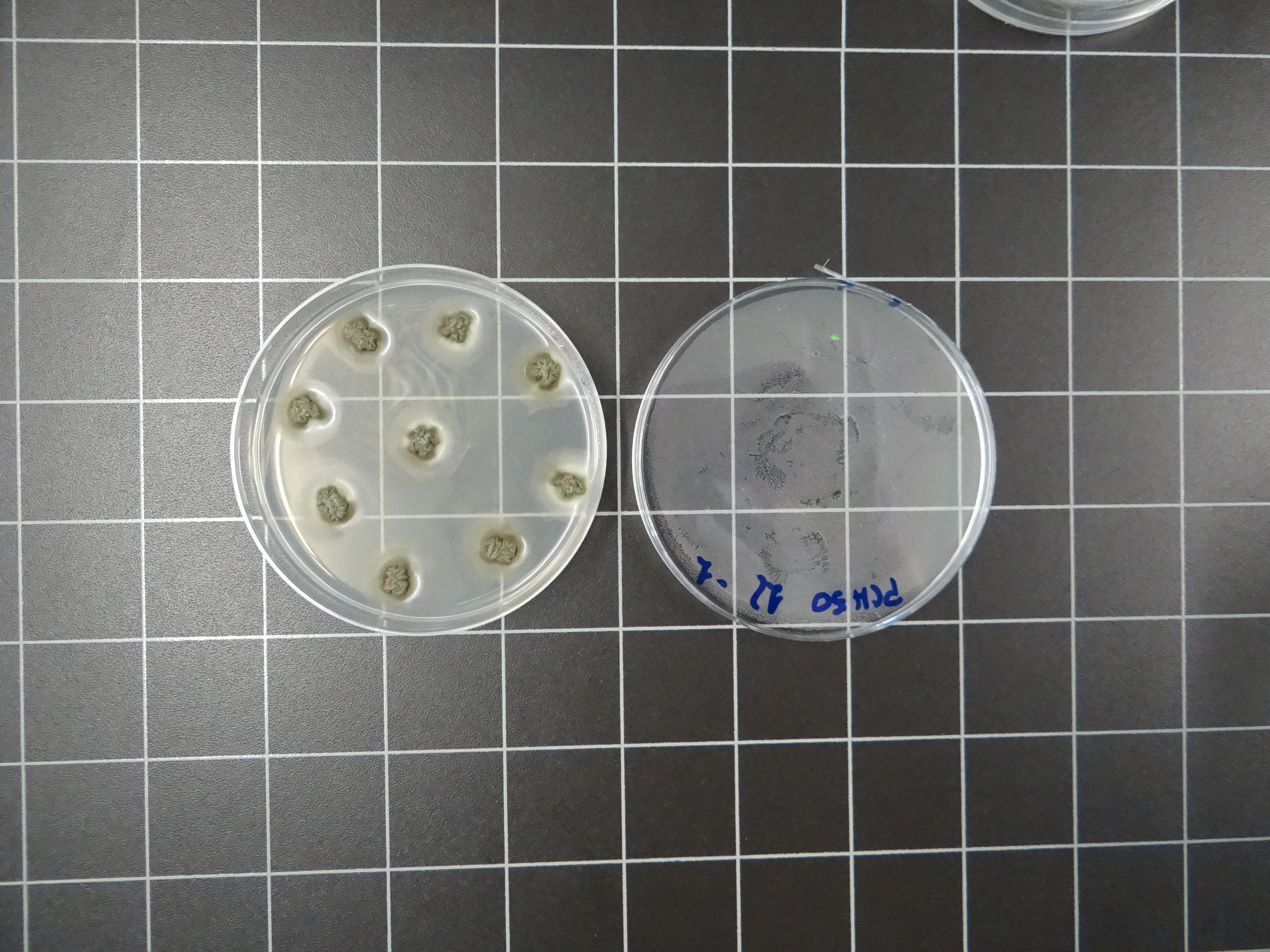 Phaeomoniella chlamydospora pathogen isolation from wood of a tinder plant