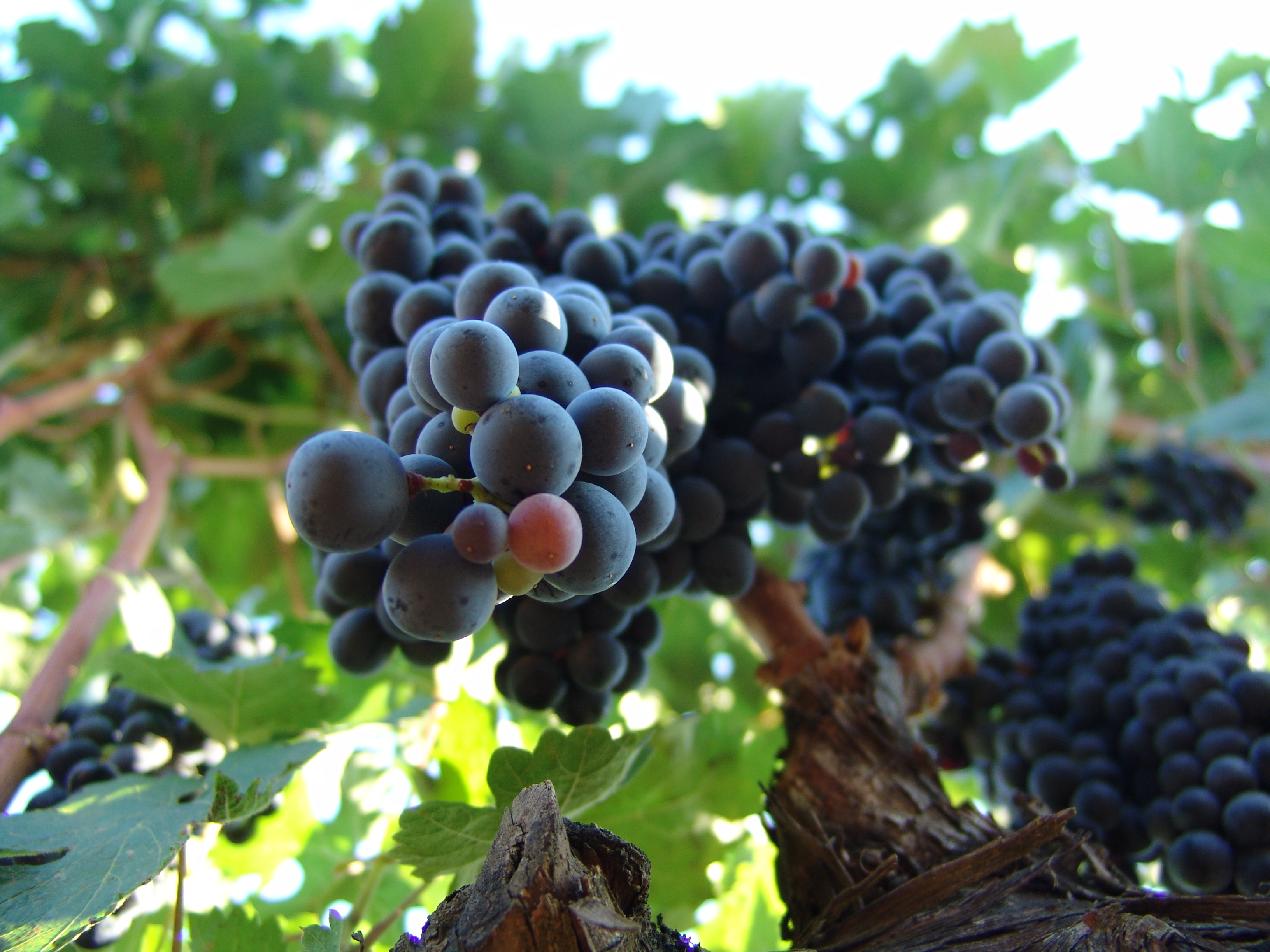 Grape ripening