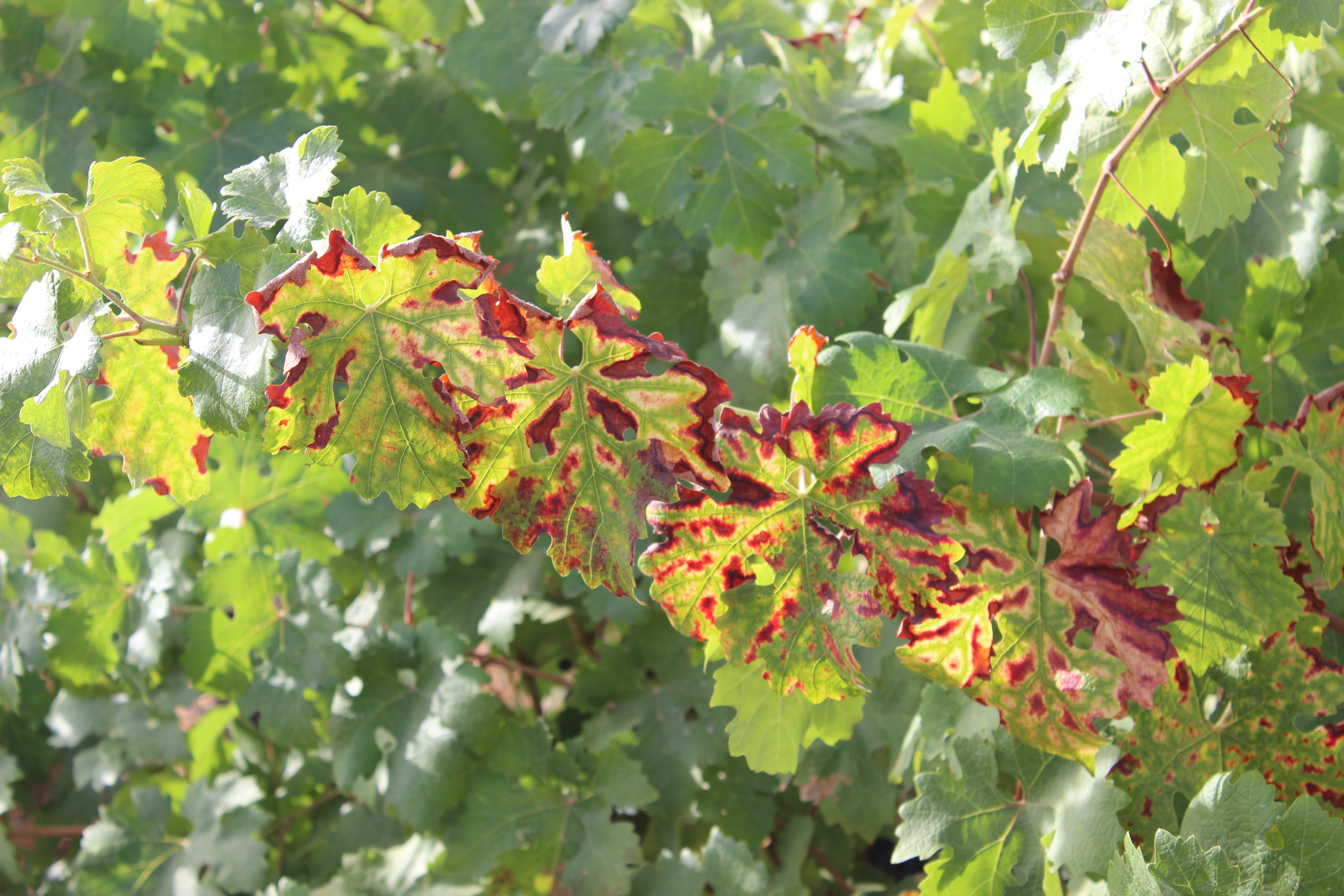 Symptoms of tinder visible on the leaf