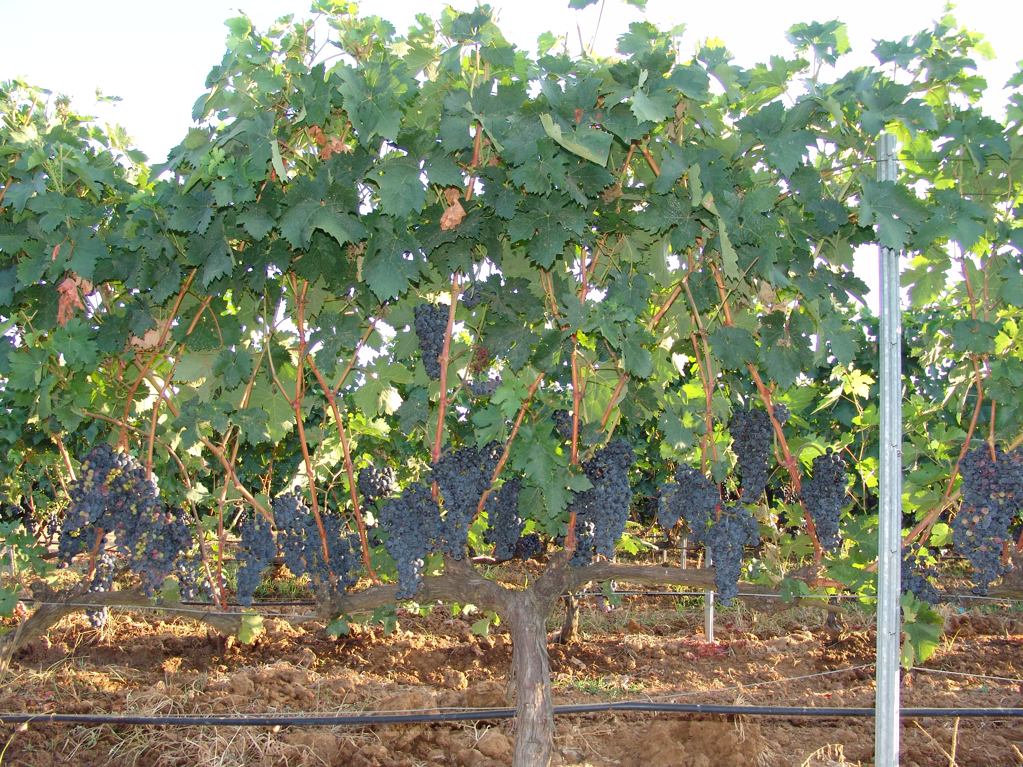 Técnicas de manejo da vegetação