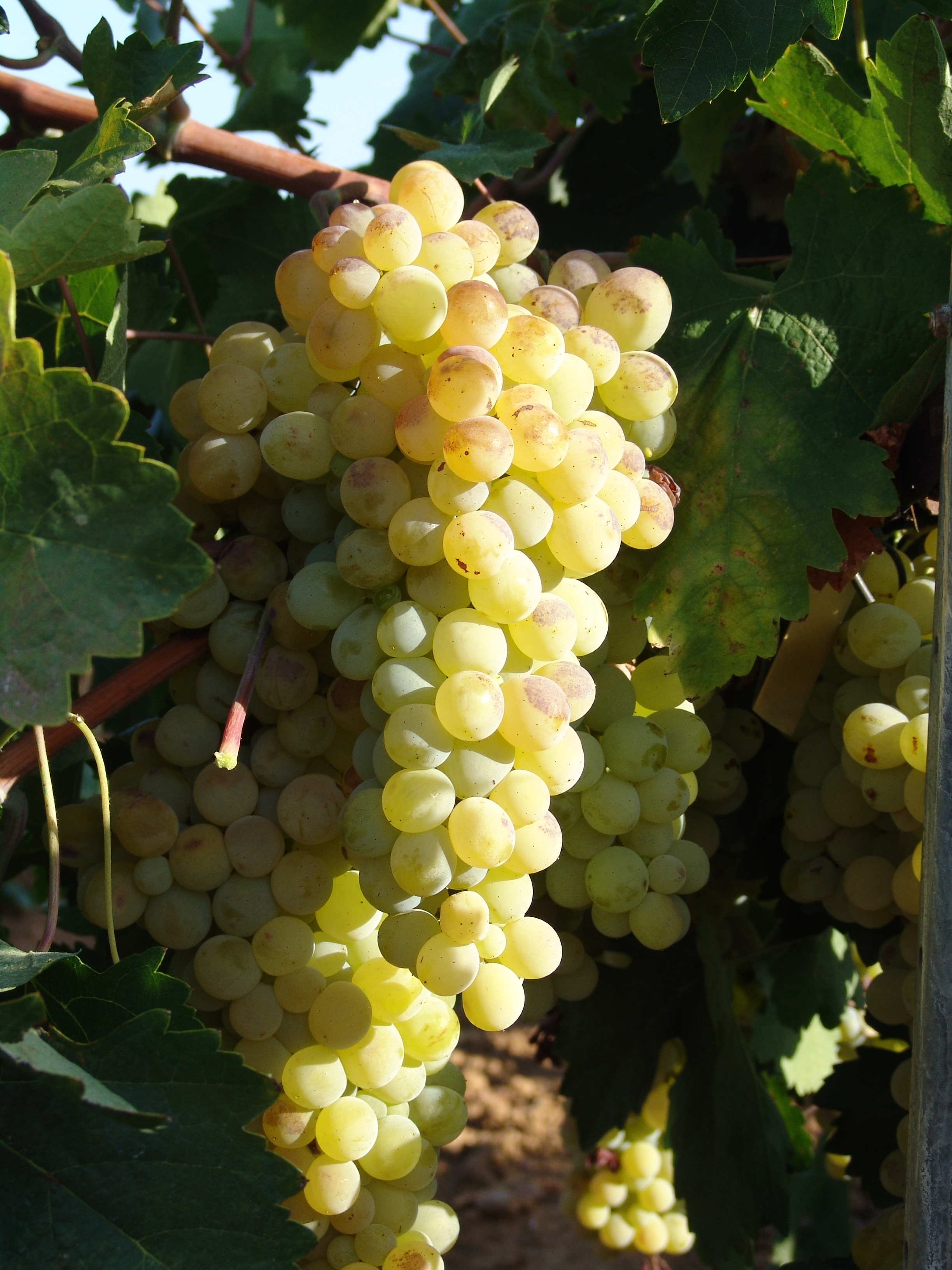 Native grape varieties