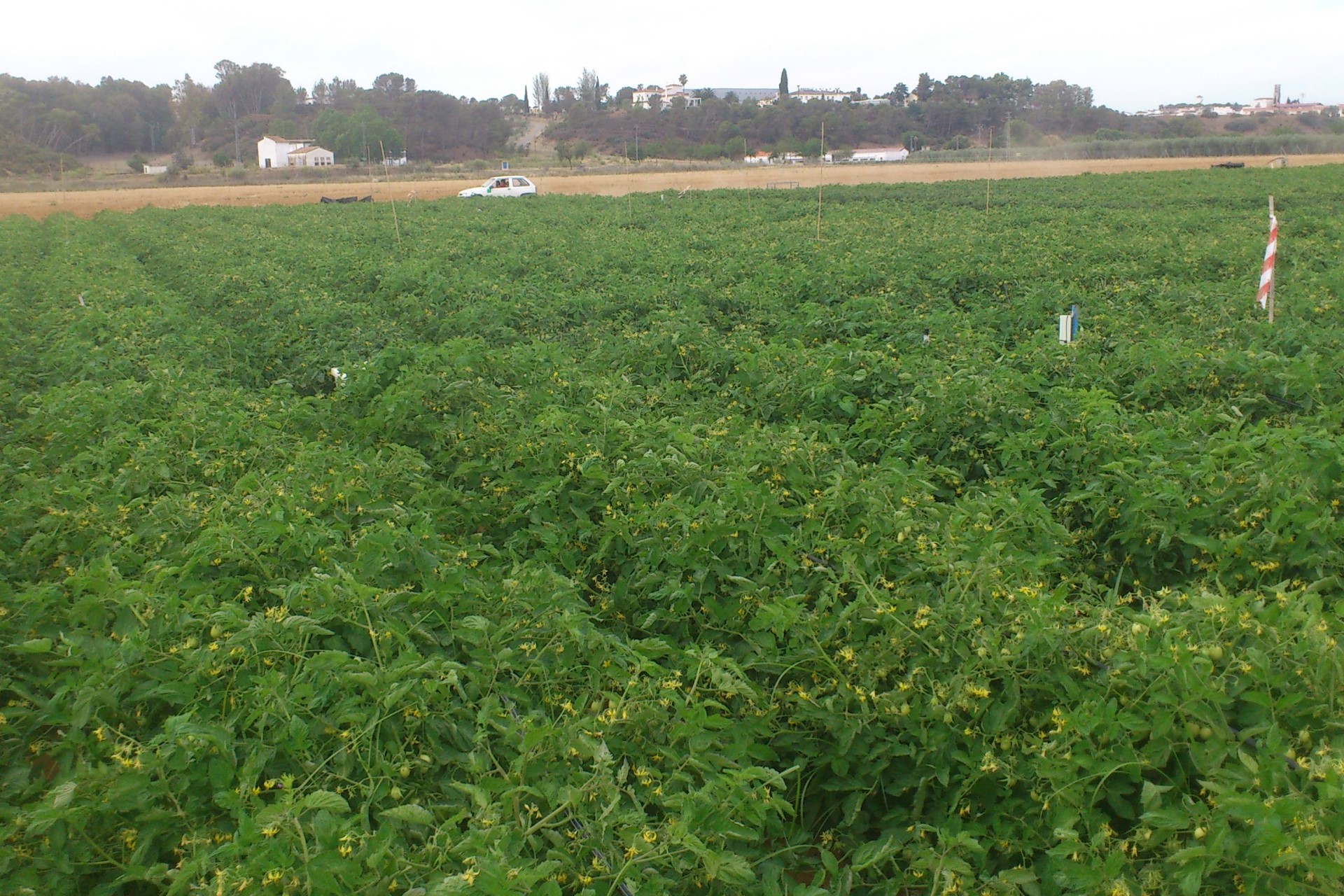 Cultivo de tomates industriais em um terreno experimental Finca La Orden