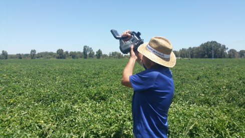 Medida de temperatura de cubierta en tomate con cámara térmica