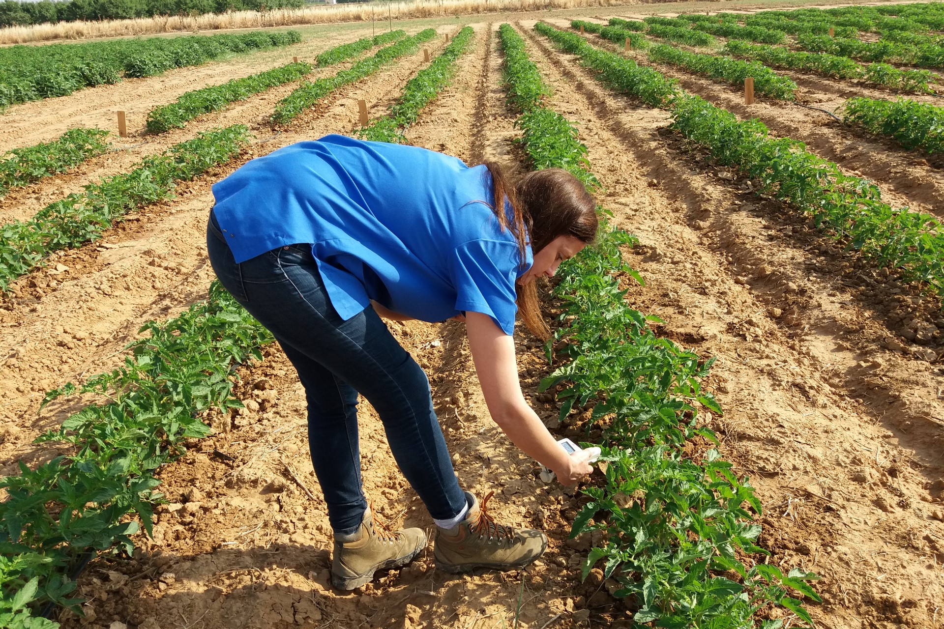 Reflectance measurement in tomato cultivation to make vegetation index maps