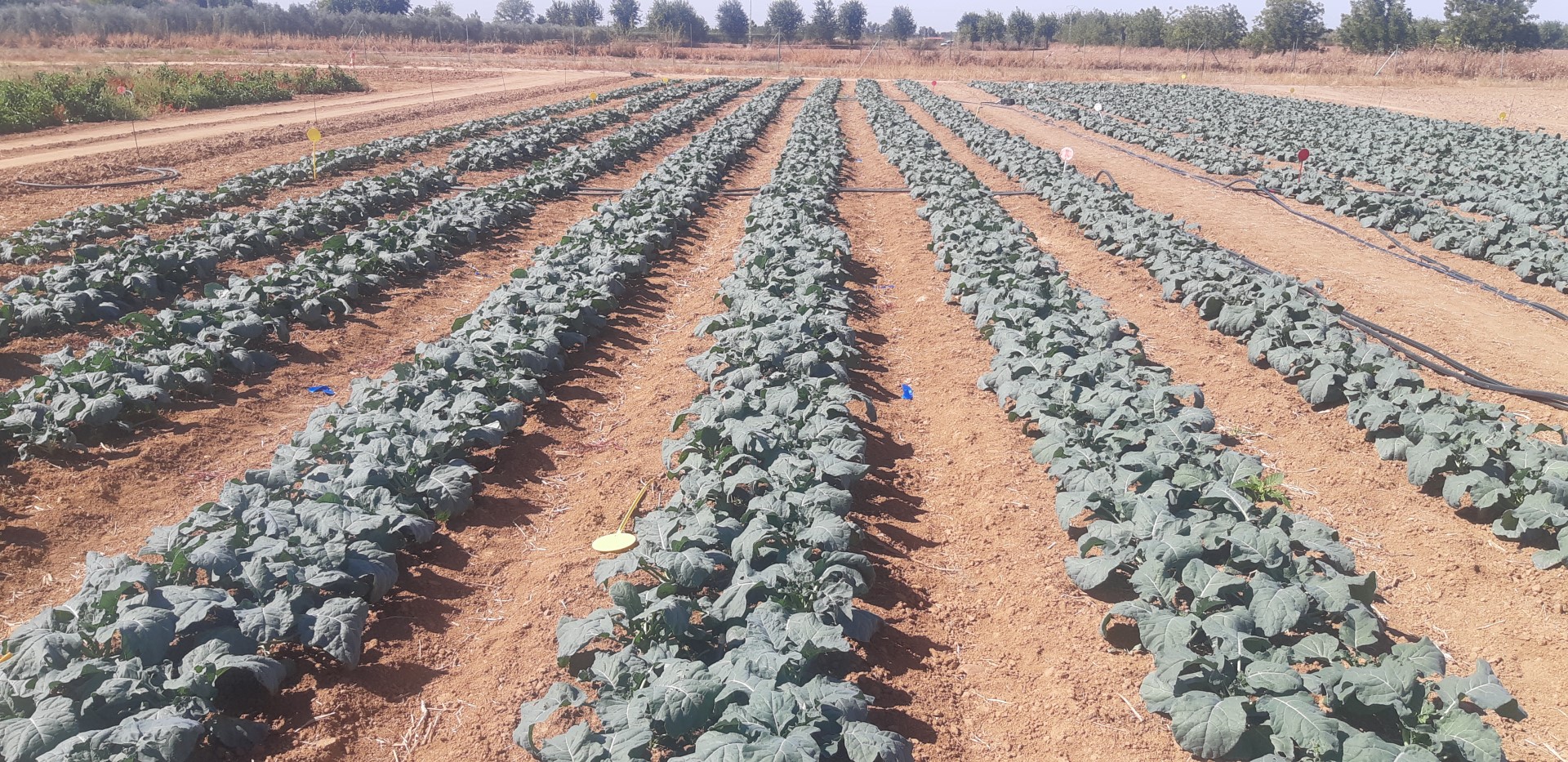 Cultivo de Brocoli en parcela de ensayo Finca La Orden