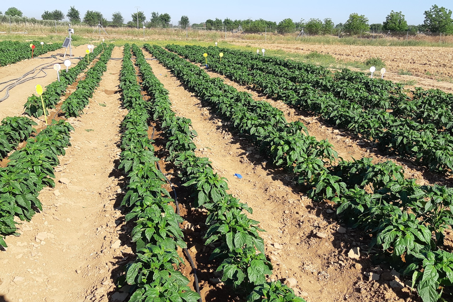 Cultivo de Pimiento de industria en parcela de ensayo Finca La Orden