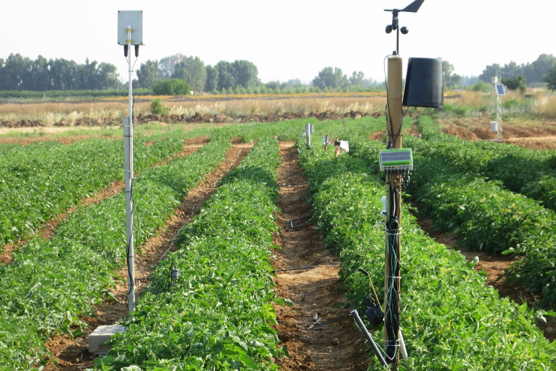 Sensores para medir a umidade do solo e ambiente em parcelas de tomate