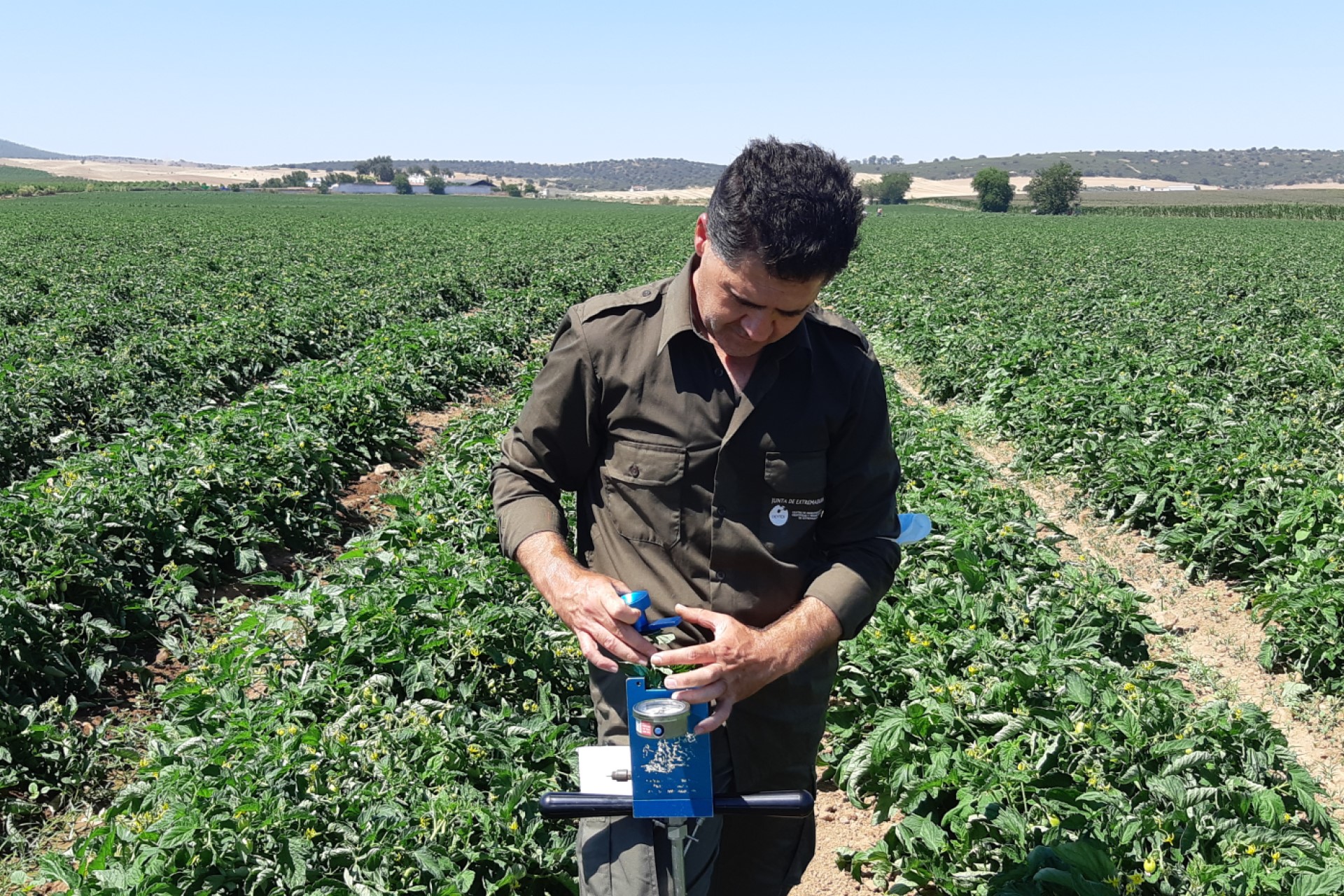 Medição do estado da água em tomates industriais com uma câmara de pressão portátil em um terreno comercial