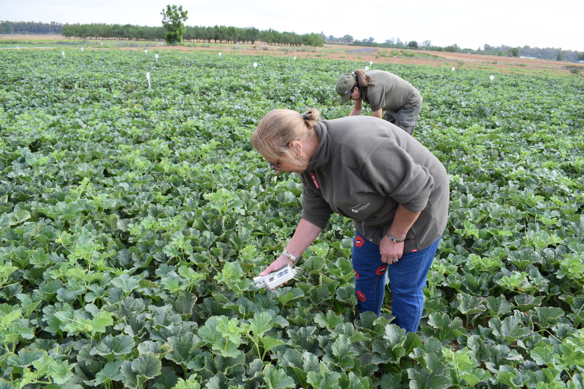 Characterization of leaf nutrients in melon cultivation