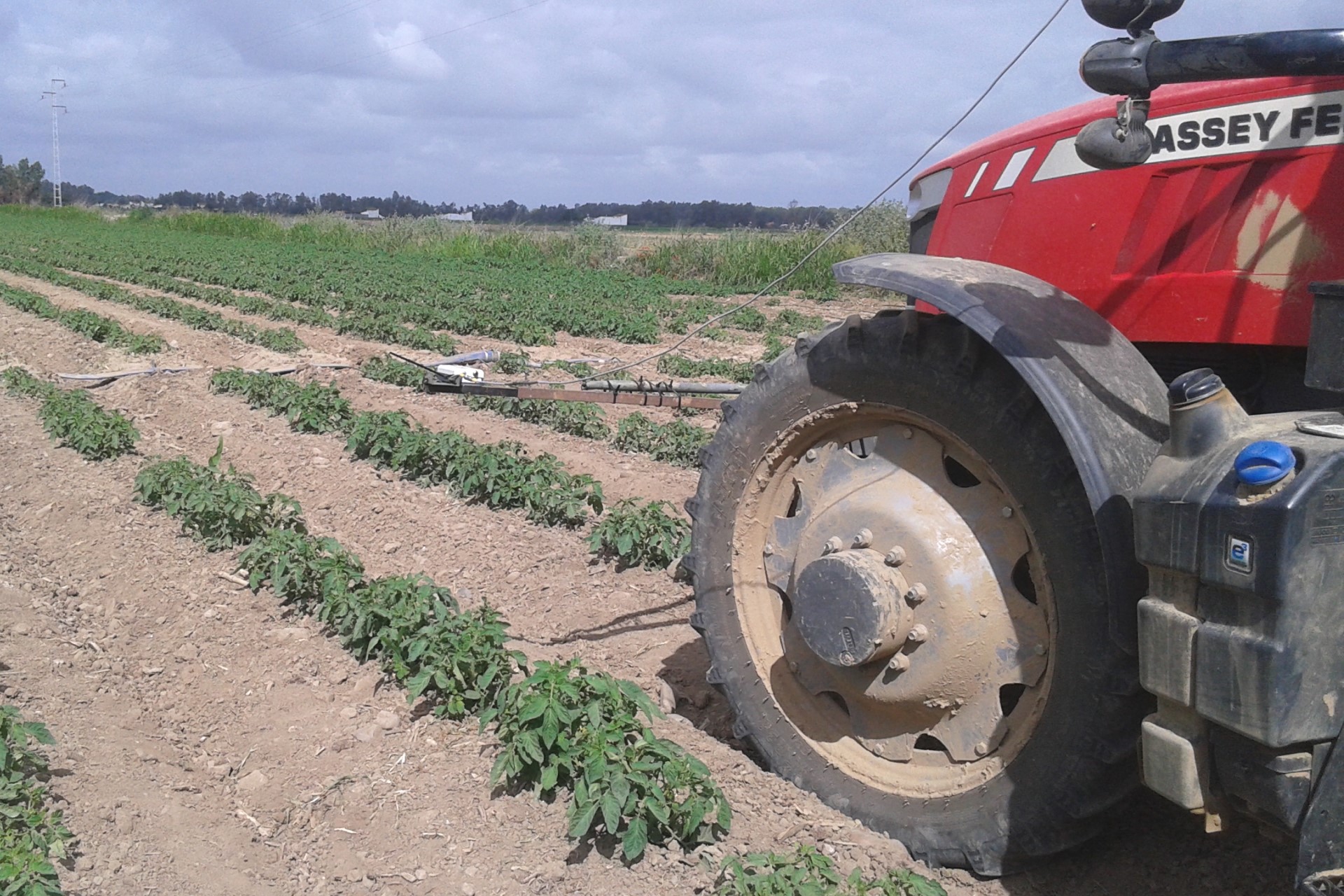 Dualem medida em tomate