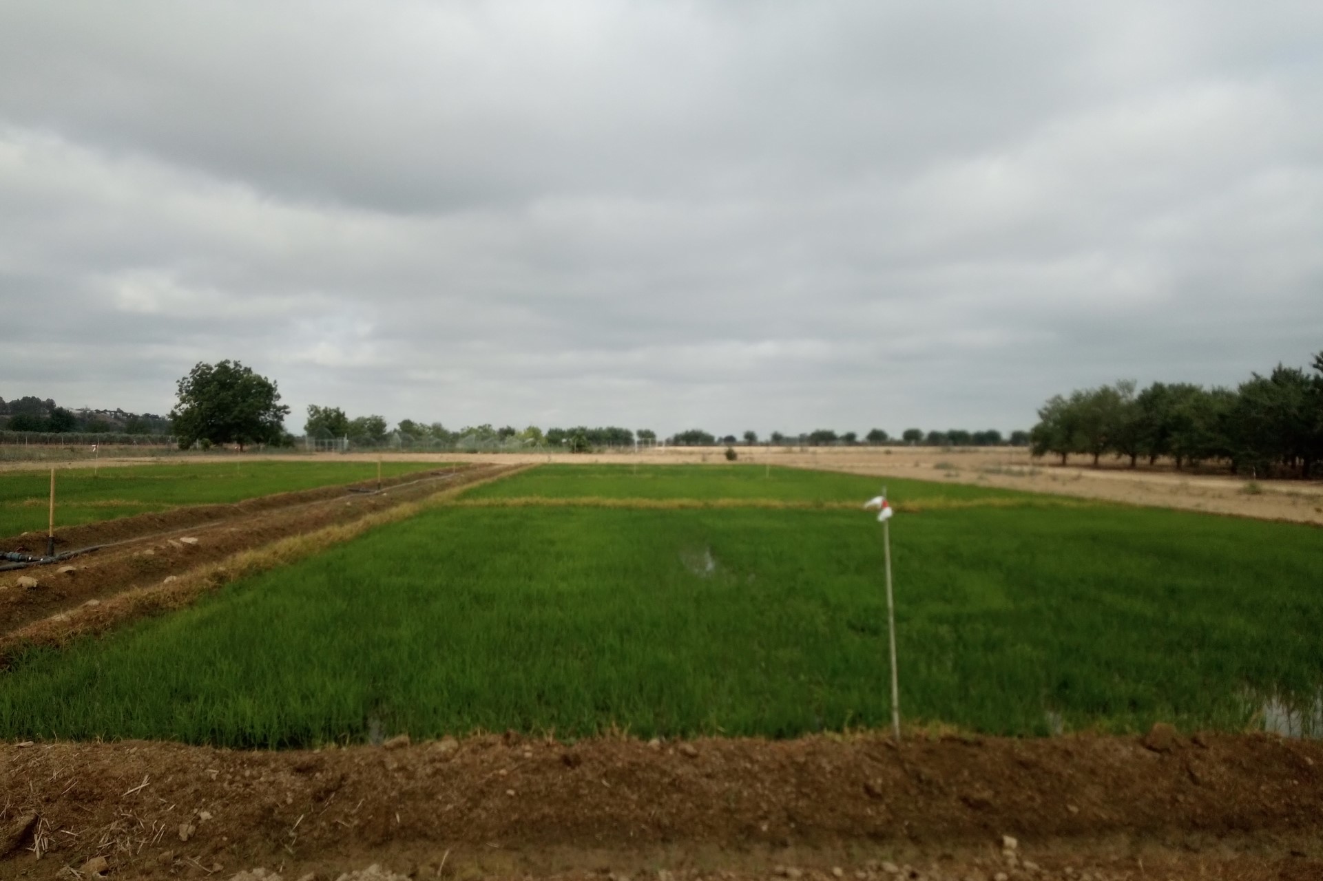 Rice trials