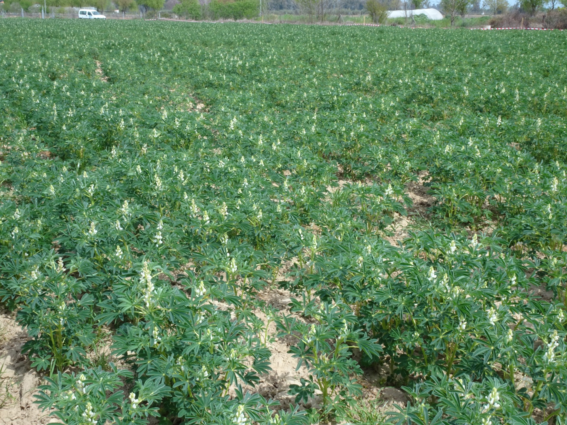 Golden Order Lupine