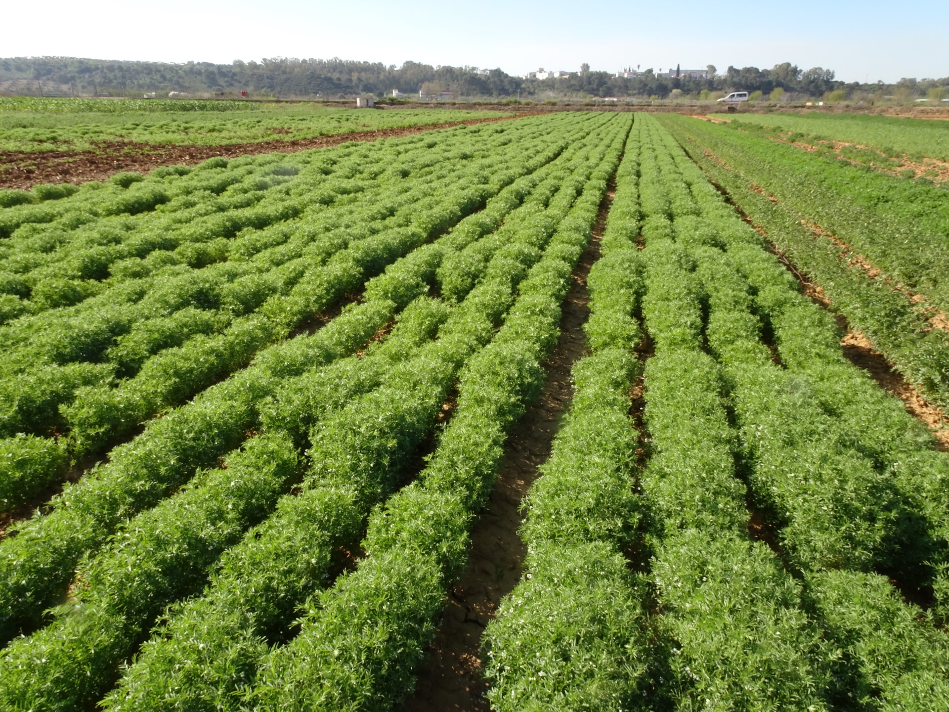 Lentil Azagala