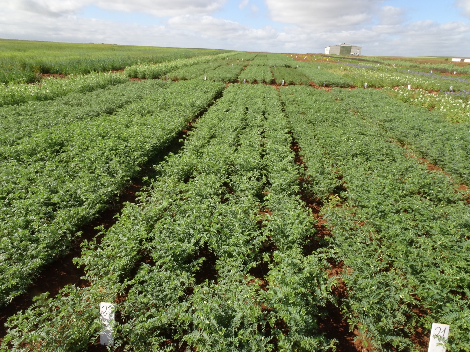 Chickpea varieties