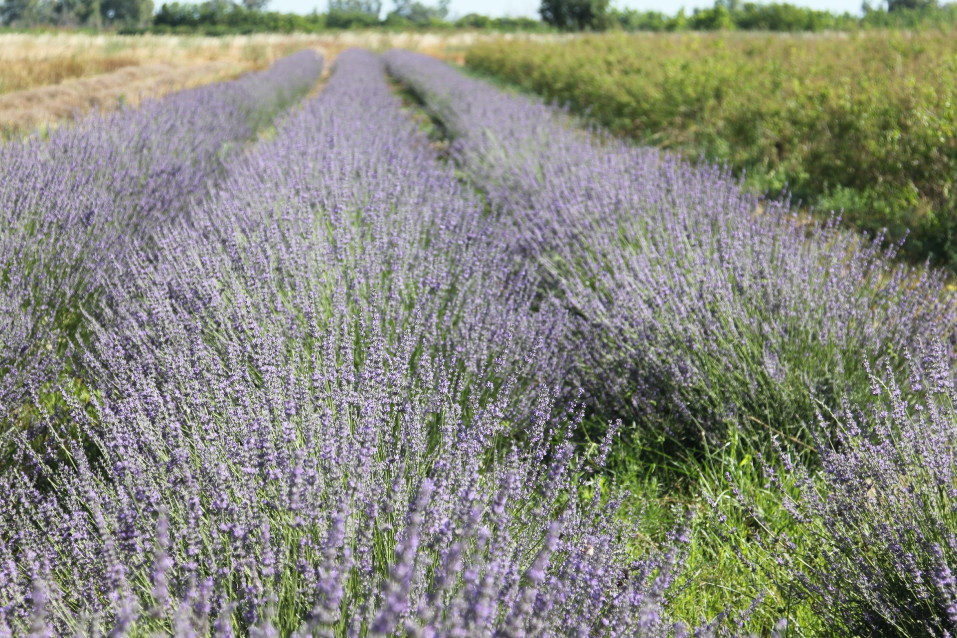 Cultivo de lavanda