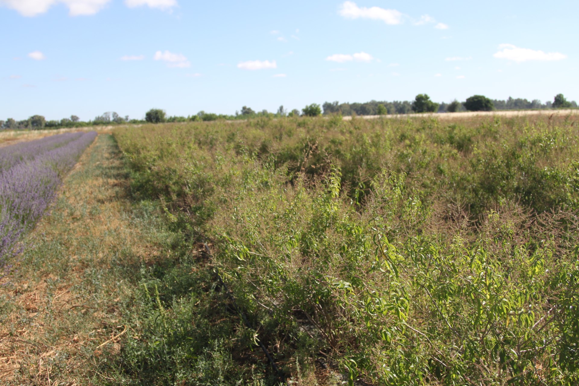 Lemon verbena cultivation