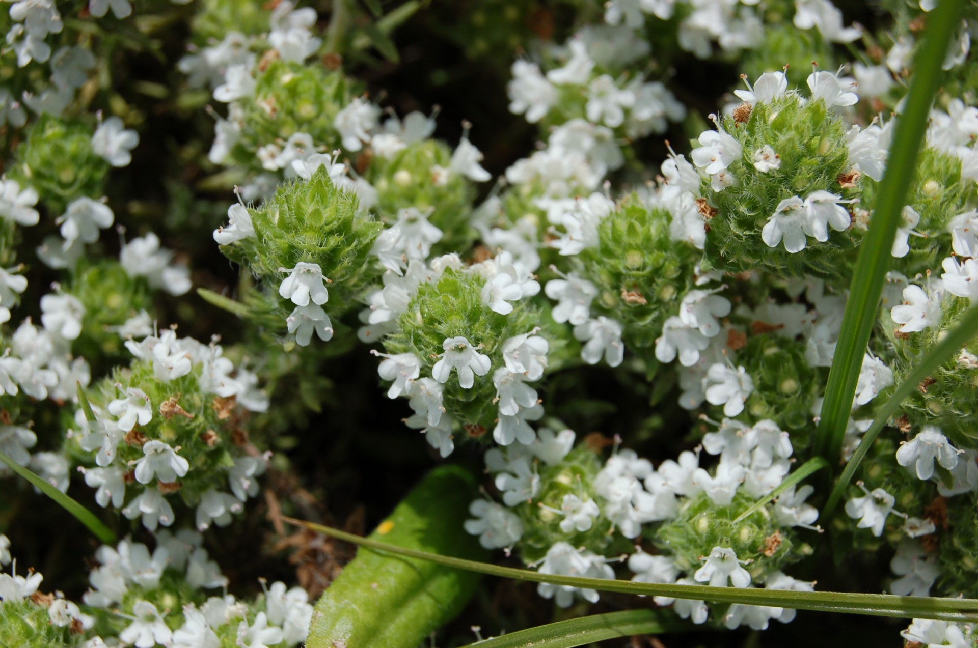 Sauce thyme cultivation