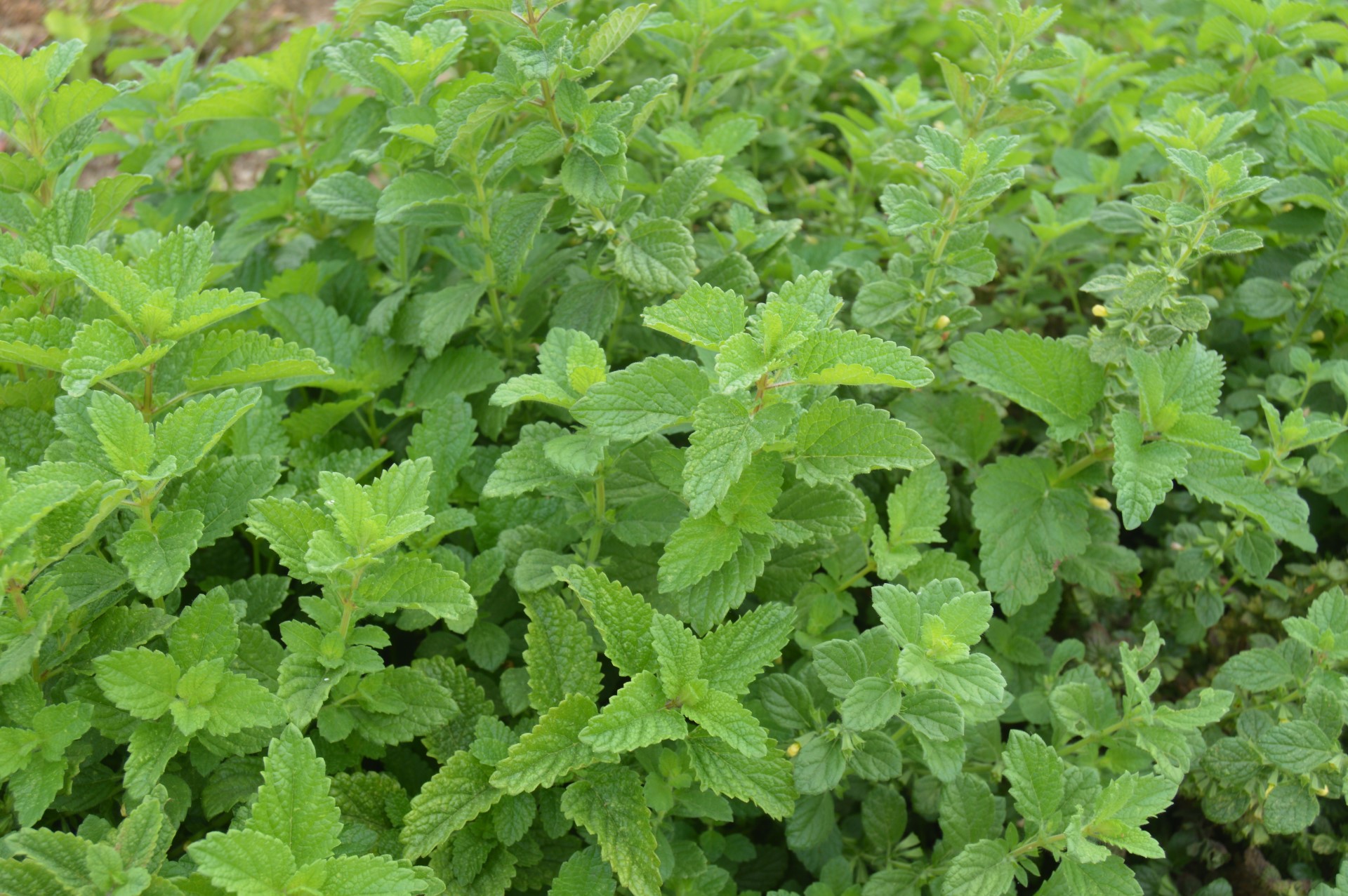 Lemon balm cultivation