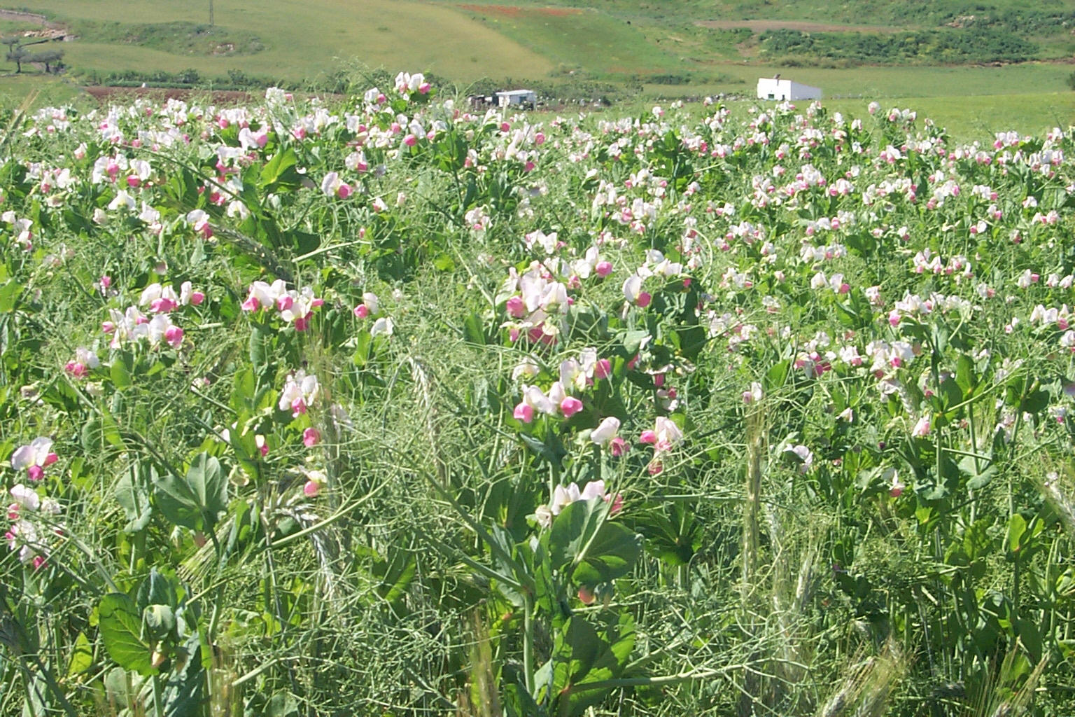 Mistura de ervilha e triticale para feno de alta qualidade