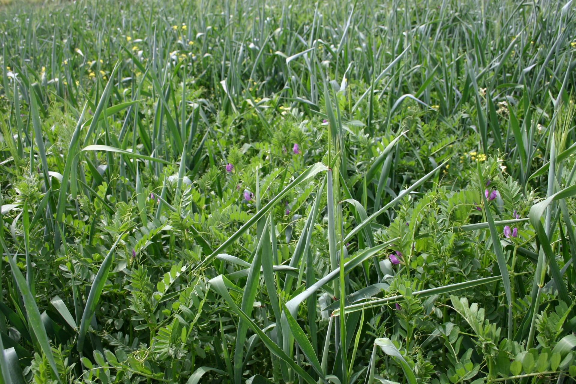 Mixture of vetch and triticale for high quality hay