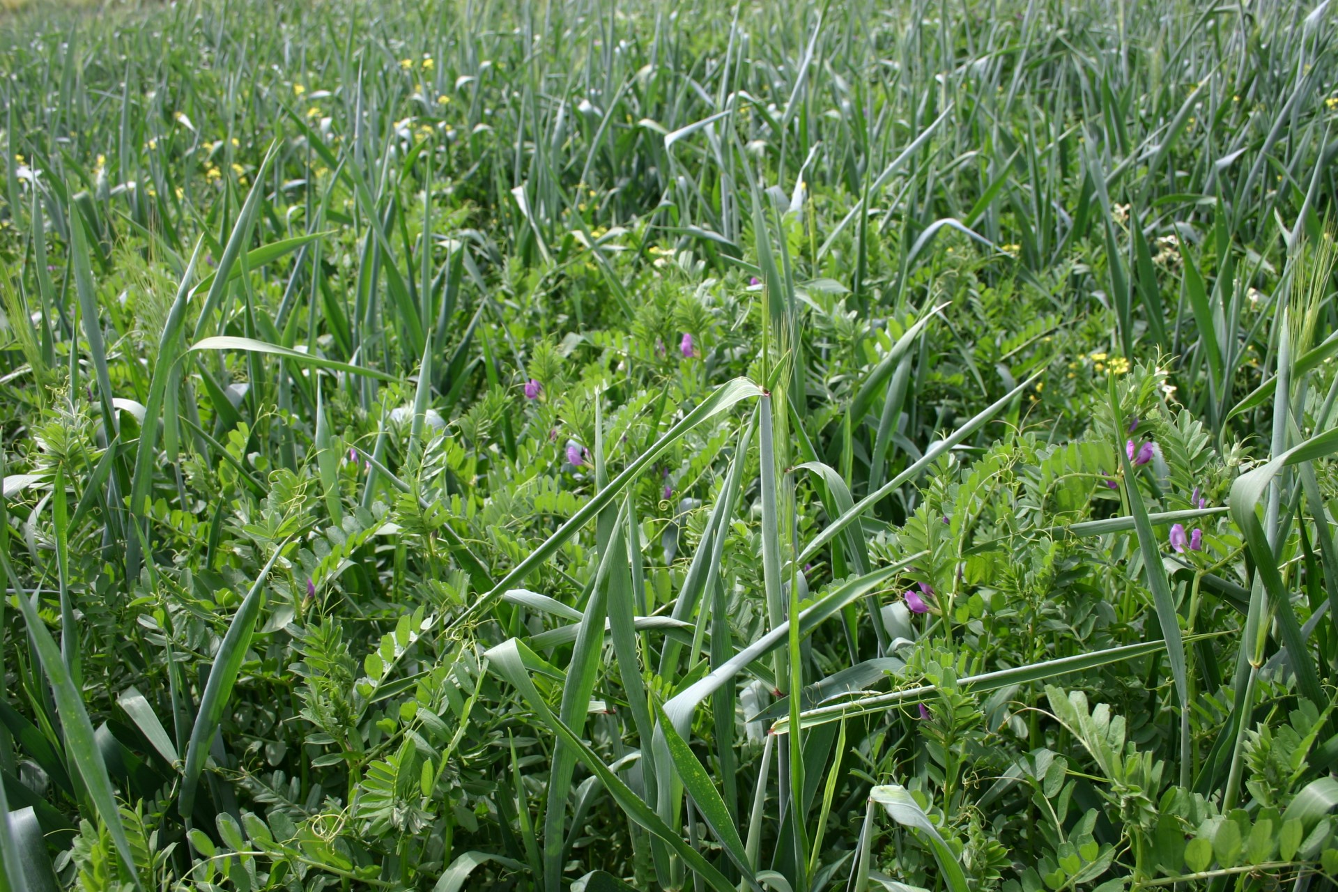 Mistura de ervilhaca e triticale para feno de alta qualidade