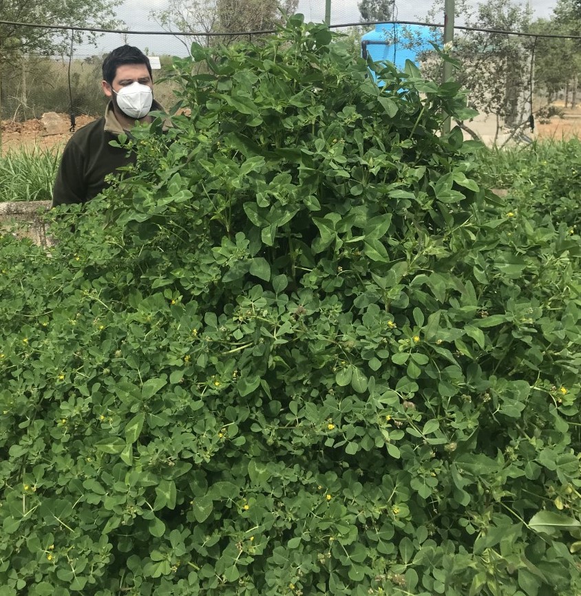 Potential production of a mixture of pasture species for use as a forage crop