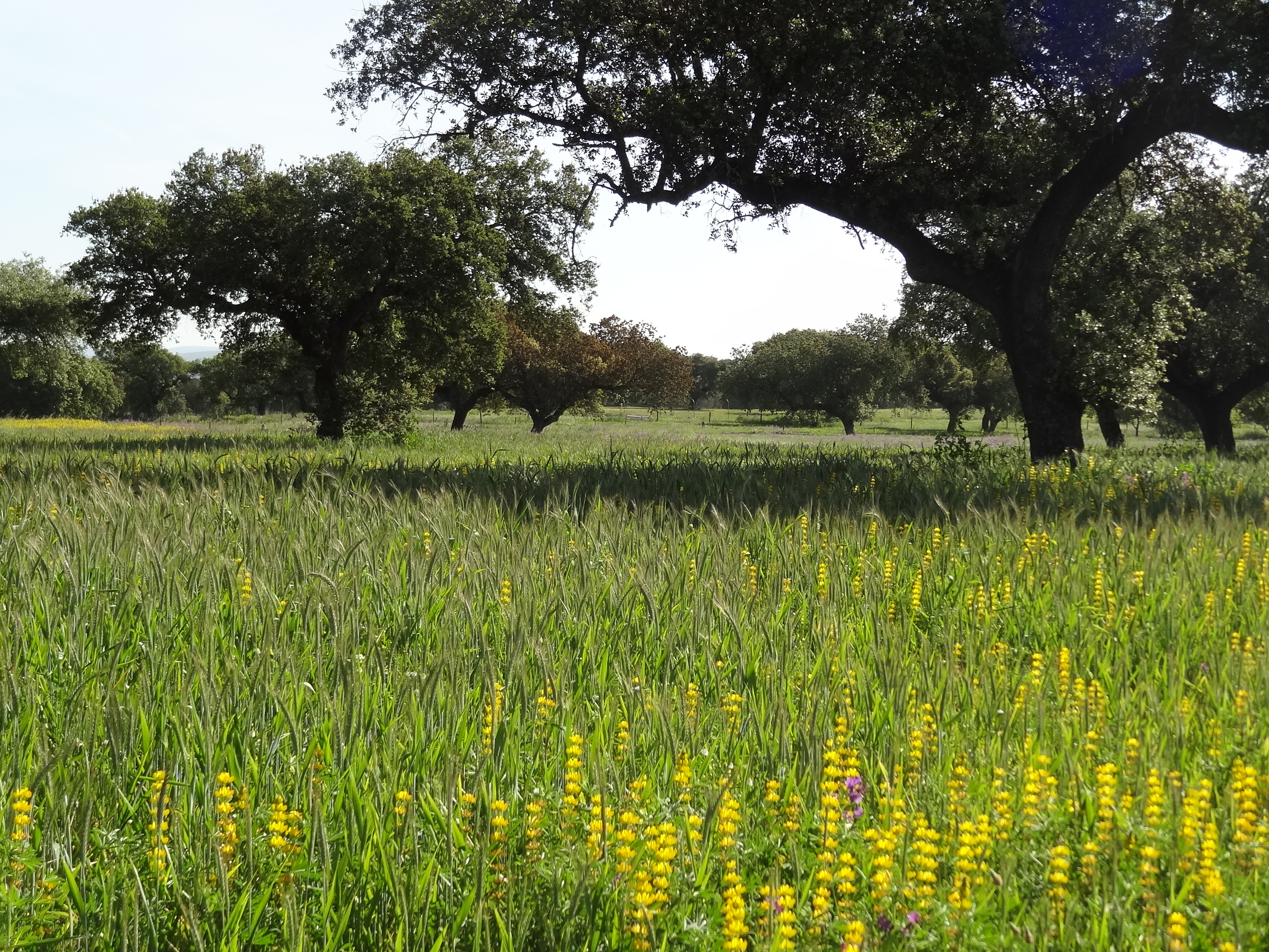 Associated culture of triticale and lupine