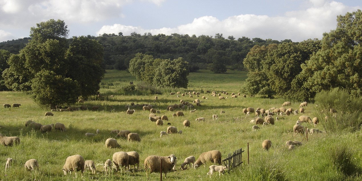 Ovejas merinas pastando en primavera en la dehesa