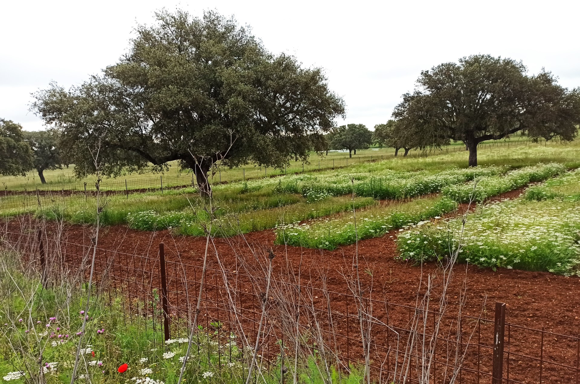 Ensayo de fertilización fosfórico-potásica en los pastos de Valdesequera